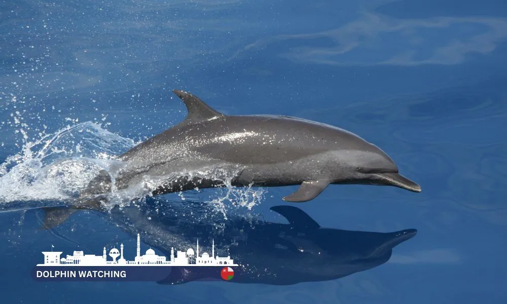 Oman Spectacular Dolphin Watching Tour