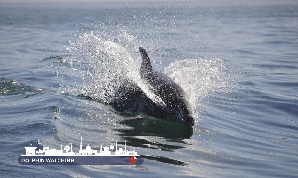 Dolphin watching tour