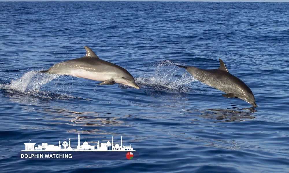 Oman Spectacular Dolphin Watching Tour