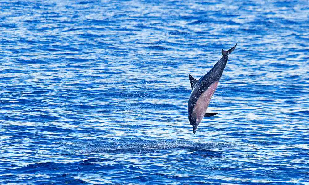Dolphin watching oman tour