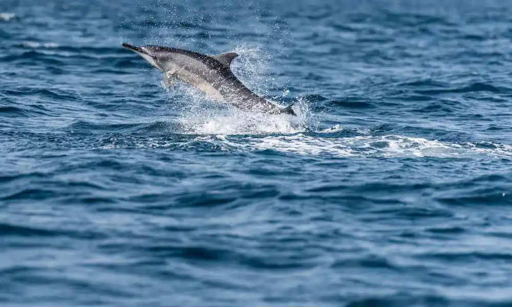 Dolphin watching oman tour