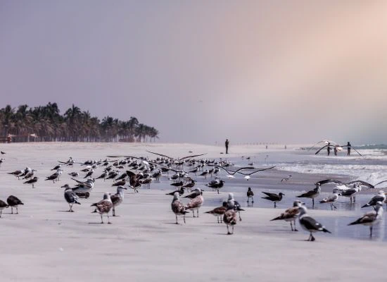 Oman Beach