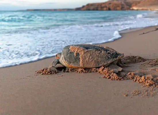 oman sea beach