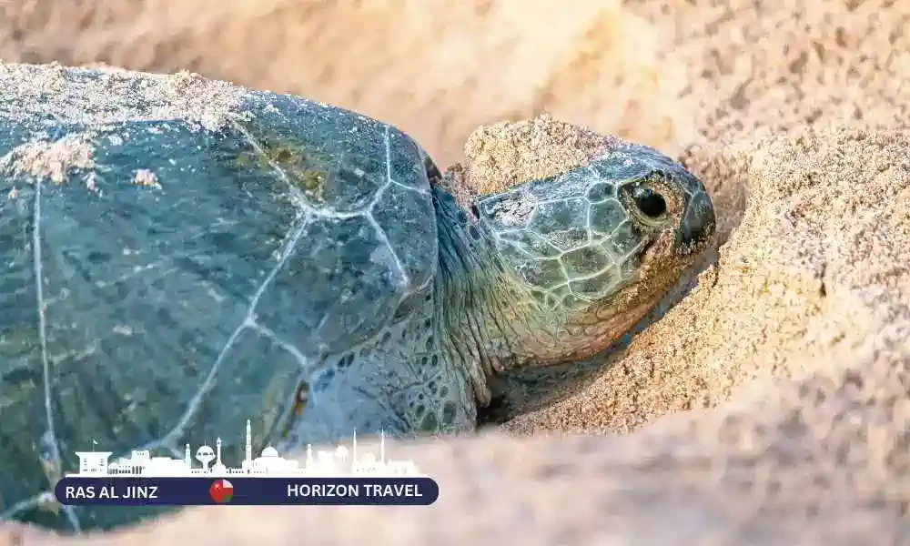 Wadi Shab